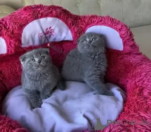 Zdjęcie №1. scottish fold - na sprzedaż w Berlin | negocjowane | Zapowiedź № 128808