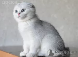 Zdjęcie №1. scottish fold - na sprzedaż w Łódź | 4066zł | Zapowiedź № 13432