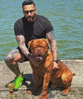 Dodatkowe zdjęcia: Dog de Bordeaux szczenięta