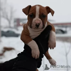 Dodatkowe zdjęcia: Amerykański Staffordshire Terrier