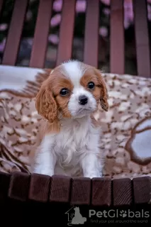 Zdjęcie №1. cavalier king charles spaniel - na sprzedaż w Brest | 3767zł | Zapowiedź №78563