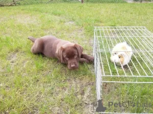 Dodatkowe zdjęcia: Labrador szczenięta czekoladowe, szczeniaki