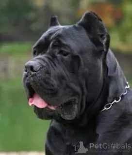 Dodatkowe zdjęcia: Cane Corso wspaniałe szczenięta rodowód FCI