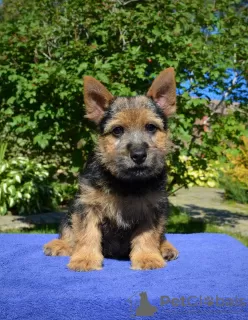 Zdjęcie №2 do zapowiedźy № 13186 na sprzedaż  norwich terrier - wkupić się Federacja Rosyjska prywatne ogłoszenie