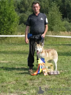 Zdjęcie №3. Szczenięta husky syberyjskie. Federacja Rosyjska