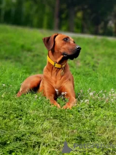 Dodatkowe zdjęcia: Zapowiedź miotu Szczeniak Rhodesian Ridgeback - miot 2024/25