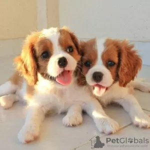 Zdjęcie №1. cavalier king charles spaniel - na sprzedaż w Passau | Bezpłatny | Zapowiedź №129940