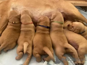 Zdjęcie №2 do zapowiedźy № 71878 na sprzedaż  labrador retriever - wkupić się Polska 