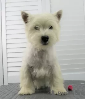 Dodatkowe zdjęcia: szczeniak west highland white terrier w wieku 6 miesięcy