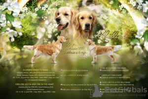 Dodatkowe zdjęcia: szczenięta golden retrievera