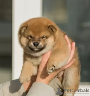 Zdjęcie №3. Szczenięta Shiba Inu. Białoruś