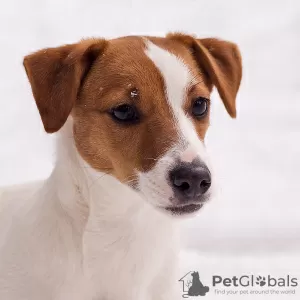 Zdjęcie №1. jack russell terrier - na sprzedaż w Mińsk | 3056zł | Zapowiedź №17624