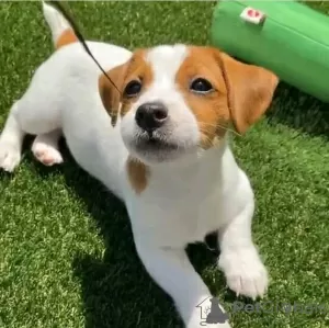 Zdjęcie №1. jack russell terrier - na sprzedaż w Helsinki | 2153zł | Zapowiedź №130422