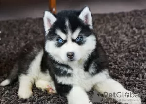 Dodatkowe zdjęcia: Szczenięta Siberian Husky gotowe