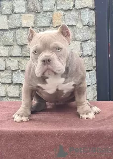 Zdjęcie №2 do zapowiedźy № 76553 na sprzedaż  american bully - wkupić się Serbia 