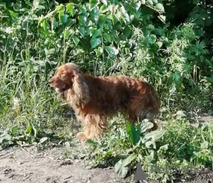 Zdjęcie №2 do zapowiedźy № 7214 na sprzedaż  cocker spaniel angielski - wkupić się Federacja Rosyjska 