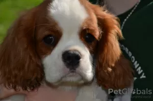 Dodatkowe zdjęcia: CAVALIER KING CHARLES SPANIEL samiec ZKWP/FCI