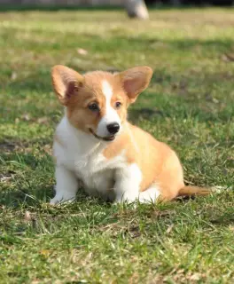 Dodatkowe zdjęcia: Szczenięta Welsh Corgi Pembroke.