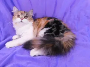 Dodatkowe zdjęcia: Kitty Highland Straight, Calico