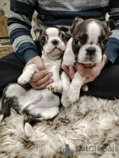 Dodatkowe zdjęcia: Szczenięta Boston Terrier