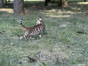 Dodatkowe zdjęcia: Chłopiec Savannah F2