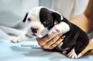 Zdjęcie №1. american bully - na sprzedaż w Donieck | 6286zł | Zapowiedź №6273