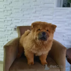 Dodatkowe zdjęcia: Chow Chow Szczenięta