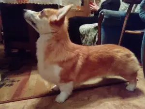 Dodatkowe zdjęcia: Welsh Corgi Pembroke