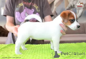 Zdjęcie №2 do zapowiedźy № 107631 na sprzedaż  jack russell terrier - wkupić się Polska hodowca