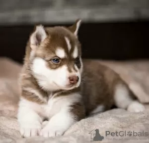 Zdjęcie №3. Siberian Husky, 2 miesiące czystej rasy. Wielka Brytania