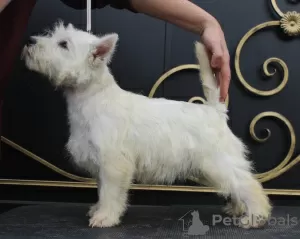 Dodatkowe zdjęcia: szczeniak west highland white terrier z Interchampiona