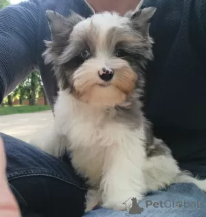 Zdjęcie №1. yorkshire terrier - na sprzedaż w Mińsk | Bezpłatny | Zapowiedź №50450