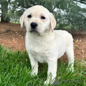 Zdjęcie №1. labrador retriever - na sprzedaż w Rio de Janeiro | 792zł | Zapowiedź №45712