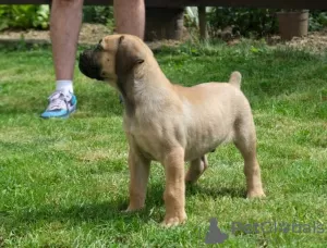 Zdjęcie №3. Boerboel (Mastif Sudafrikanischer) Welpen. Belgia