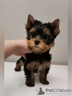 Zdjęcie №3. Szczenię rasy Yorkshire Terrier (standard). Federacja Rosyjska