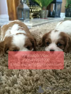 Zdjęcie №1. cavalier king charles spaniel - na sprzedaż w Barnaul | 1386zł | Zapowiedź №107019