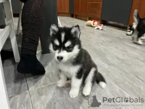 Zdjęcie №1. husky syberyjski - na sprzedaż w Smiltene | Bezpłatny | Zapowiedź №98140