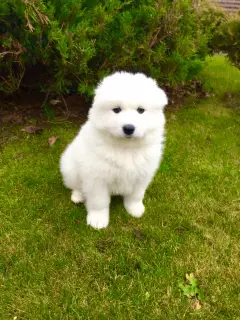 Zdjęcie №3. Samoyed husky puppy. Białoruś