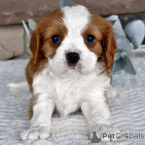 Zdjęcie №1. cavalier king charles spaniel - na sprzedaż w Даллас | 1188zł | Zapowiedź №45808