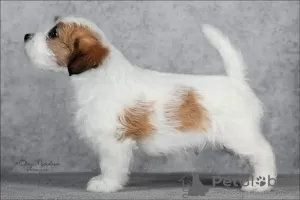 Dodatkowe zdjęcia: Szczeniak Jack Russell Terrier