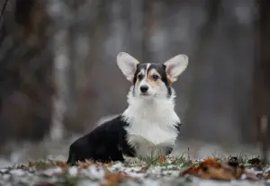 Dodatkowe zdjęcia: Dziewczyna Welsh Corgi Pembroke