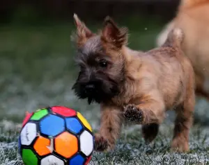 Dodatkowe zdjęcia: Dziewczyny Cairn Terrier