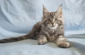 Dodatkowe zdjęcia: Kotek Maine Coon