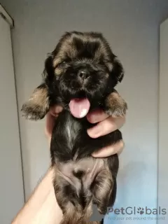 Dodatkowe zdjęcia: Rasowe szczenięta Shih Tzu.