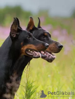 Dodatkowe zdjęcia: Szczenięta Dobermanów - Dan Smile Helgi i Adal Eskae Vangard, urodzone