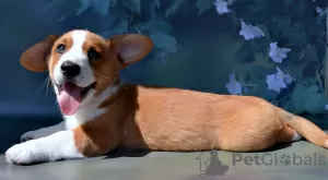 Zdjęcie №2 do zapowiedźy № 54517 na sprzedaż  welsh corgi - wkupić się Federacja Rosyjska od żłobka