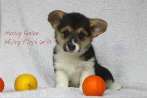 Dodatkowe zdjęcia: Walijska corgi pembroke girl, bobtail