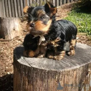 Zdjęcie №2 do zapowiedźy № 11075 na sprzedaż  yorkshire terrier - wkupić się USA prywatne ogłoszenie