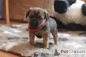 Dodatkowe zdjęcia: Szczenięta border terrier