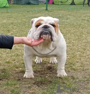 Dodatkowe zdjęcia: Buldog angielski fci